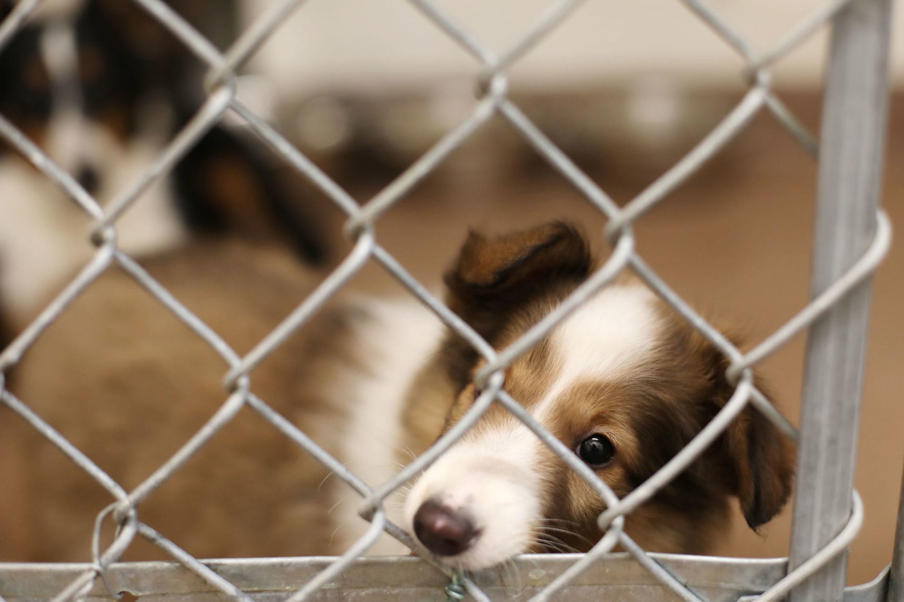 Confiscated Animals Follow Up